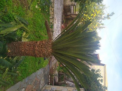 Part of the view to the garden 